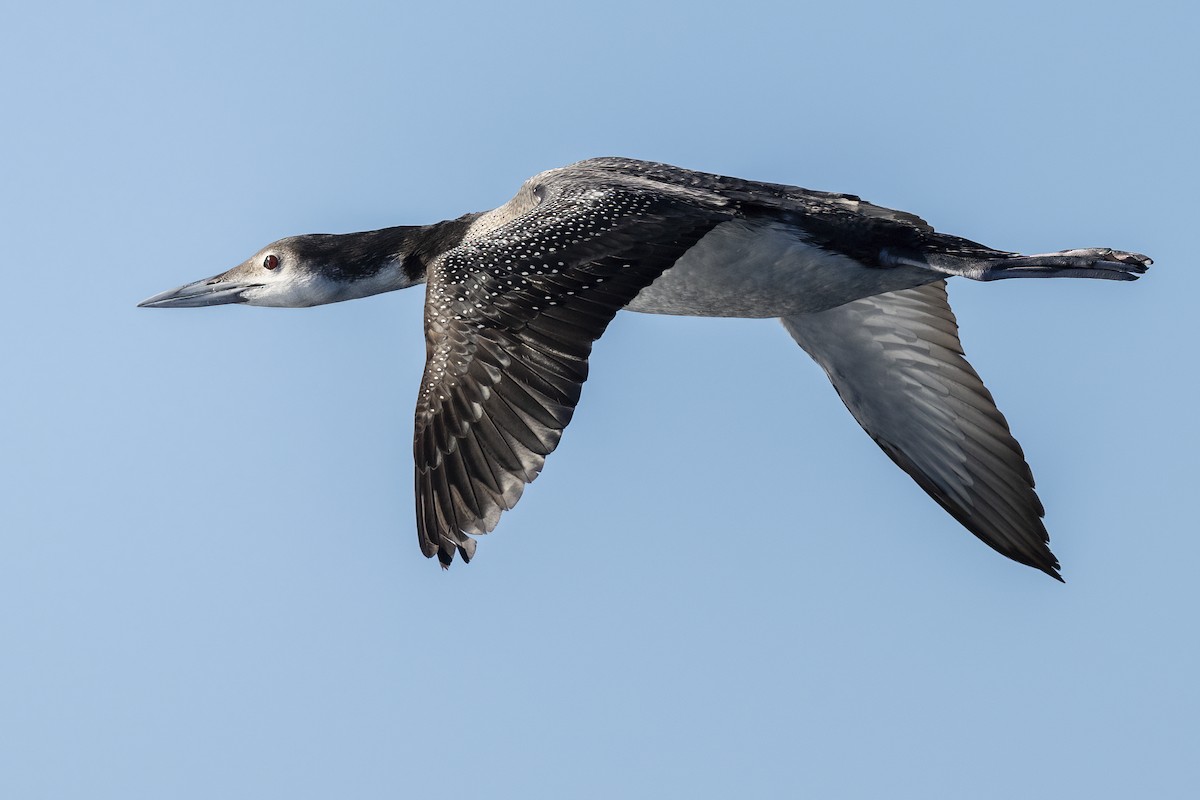 Common Loon - ML646615837