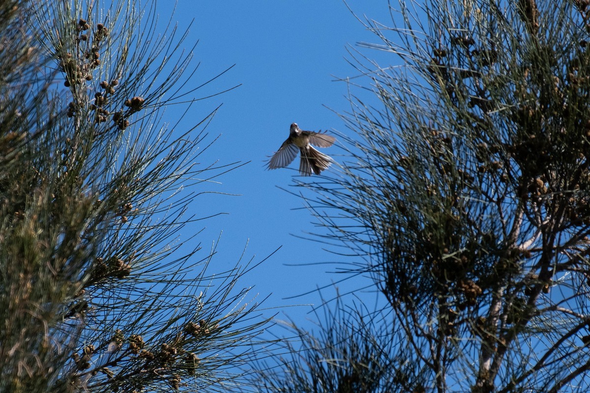 Gray Fantail - ML646615839