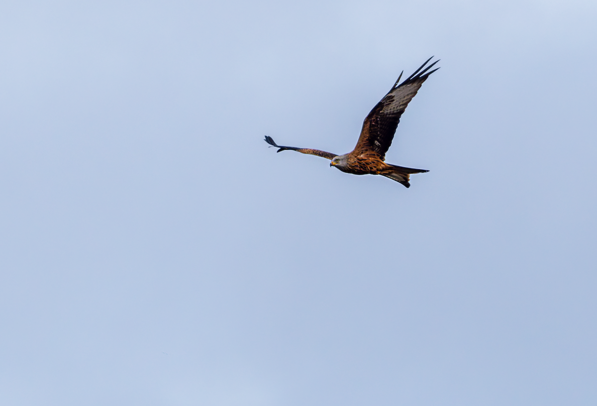 Red Kite - ML646615840