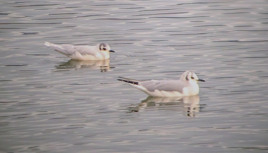 racek malý - ML646615841