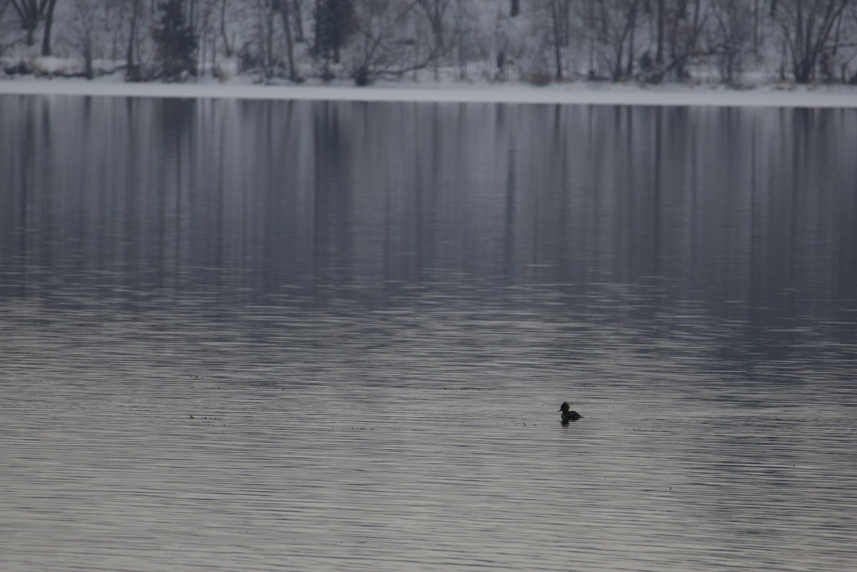 Hooded Merganser - ML646615842