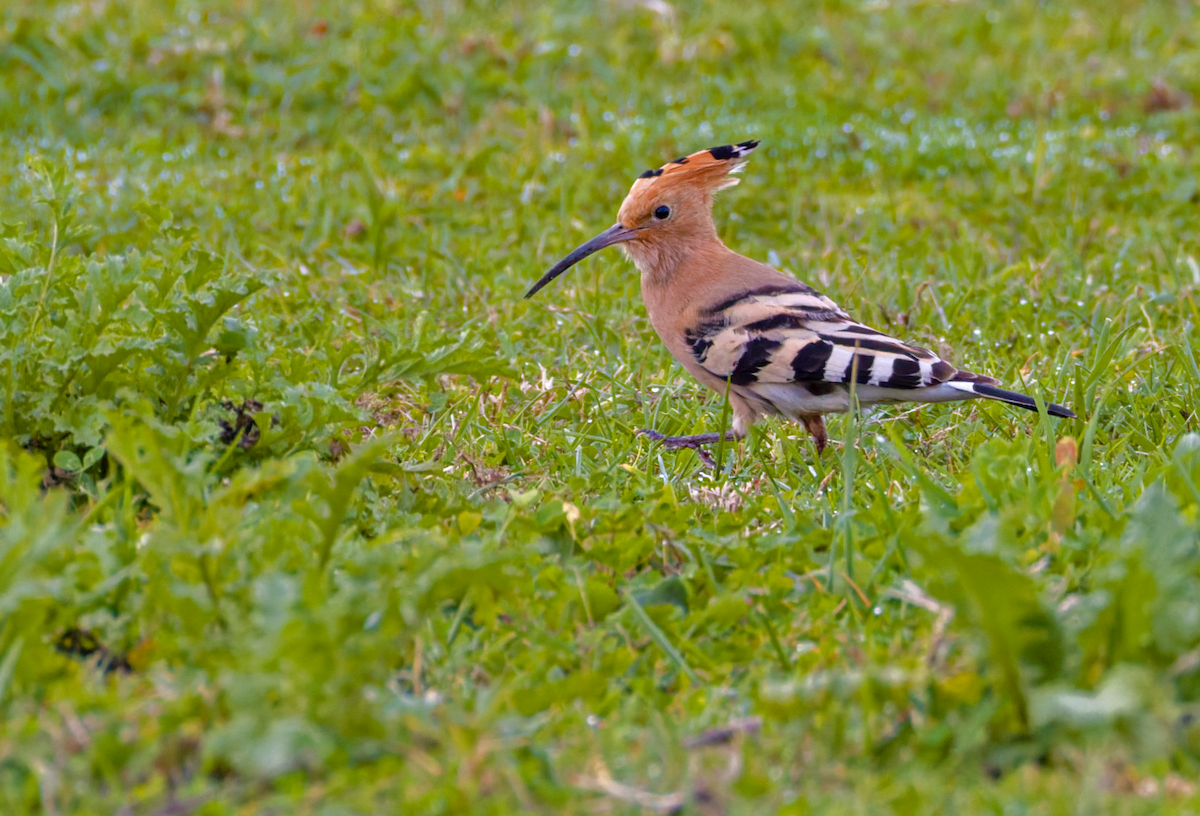 Common Hoopoe - ML646615844
