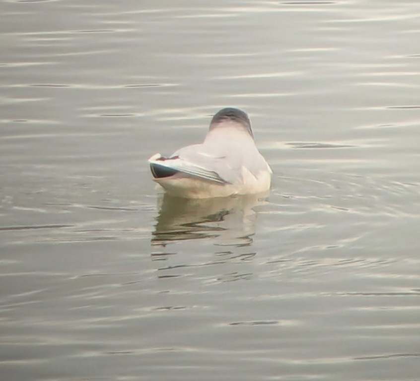 racek malý - ML646615846