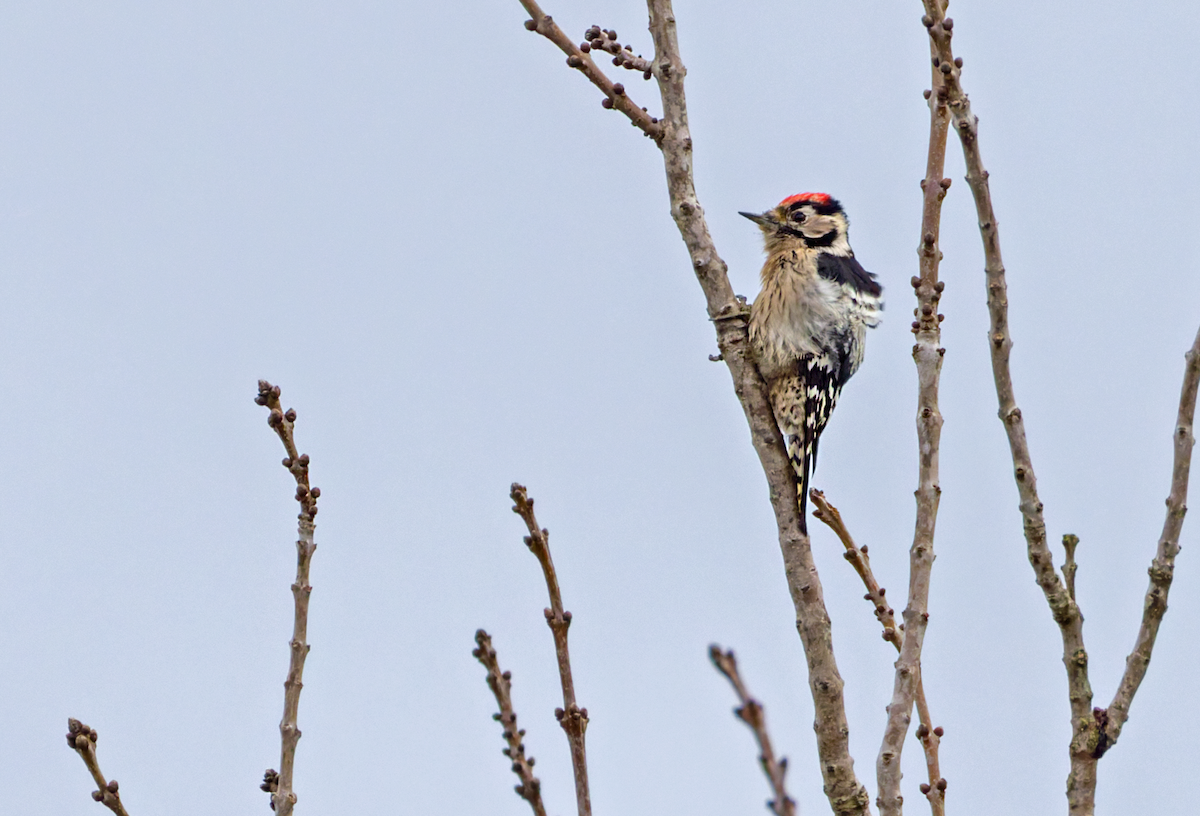 Lesser Spotted Woodpecker - ML646615847