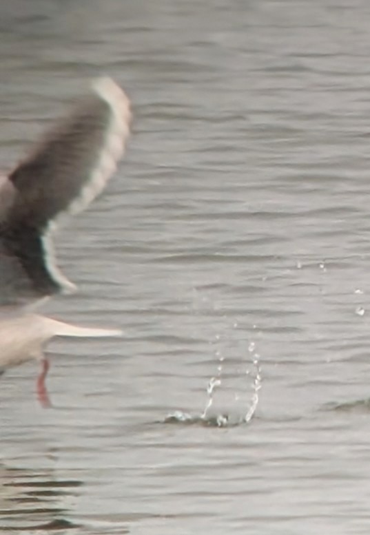 racek malý - ML646615848