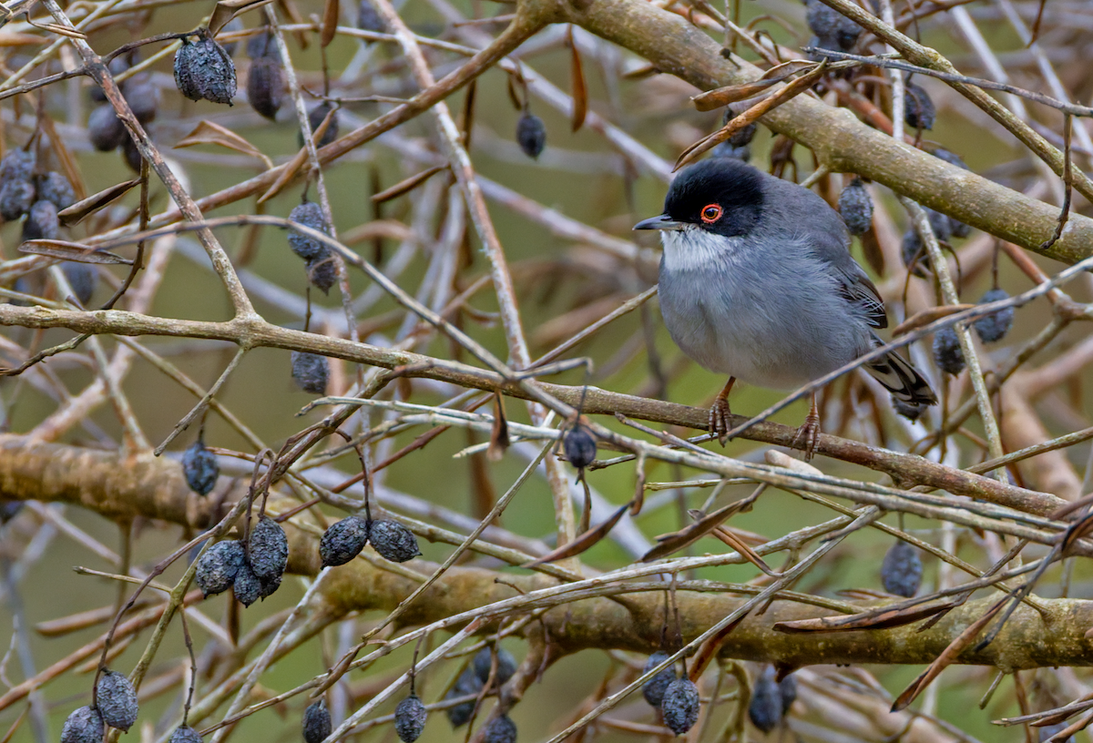 Txinbo burubeltza - ML646615855