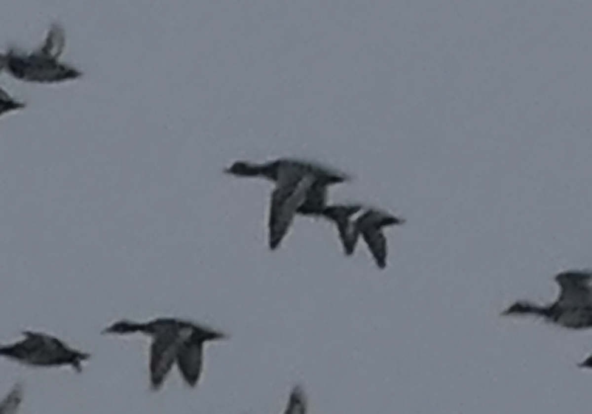 Amerika Elmabaşı - ML646615856