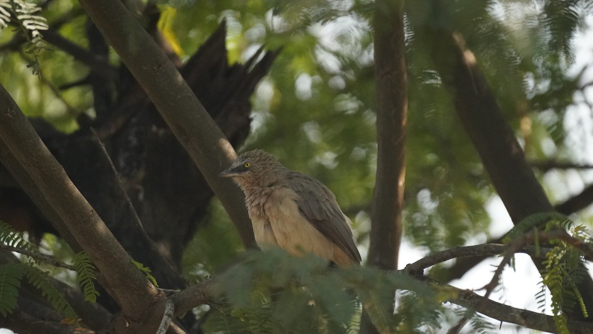 Large Gray Babbler - ML646615857