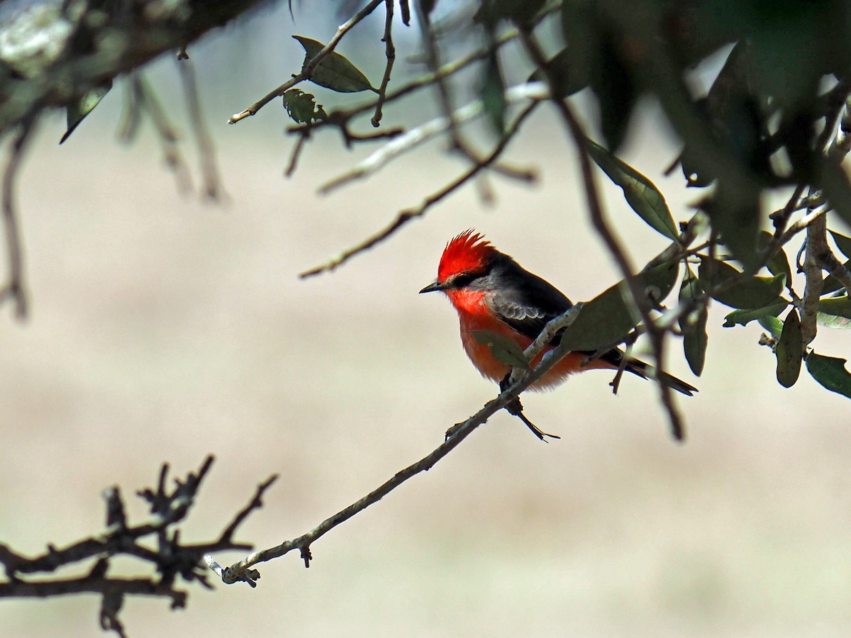 Vermilion Flycatcher - ML646615860