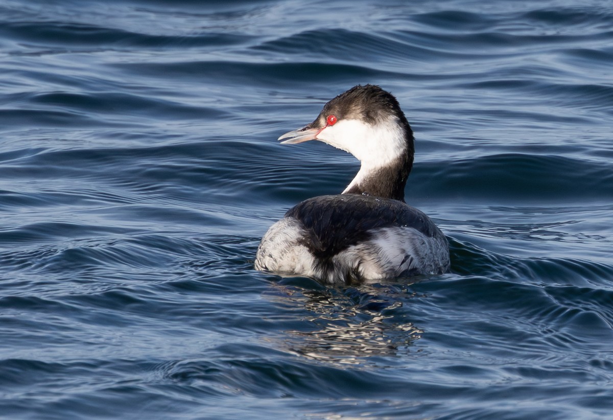 Ohrentaucher - ML646615862