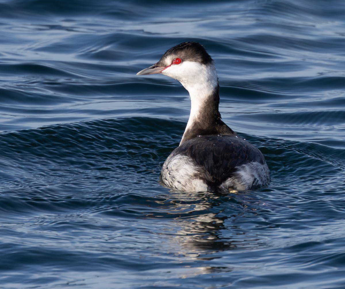 Ohrentaucher - ML646615863