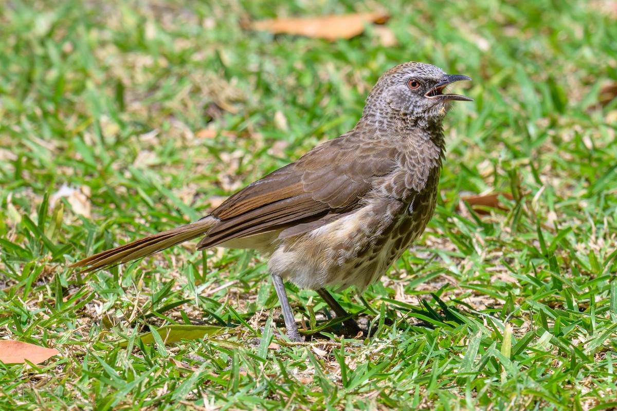 Hartlaub's Babbler - ML646615879