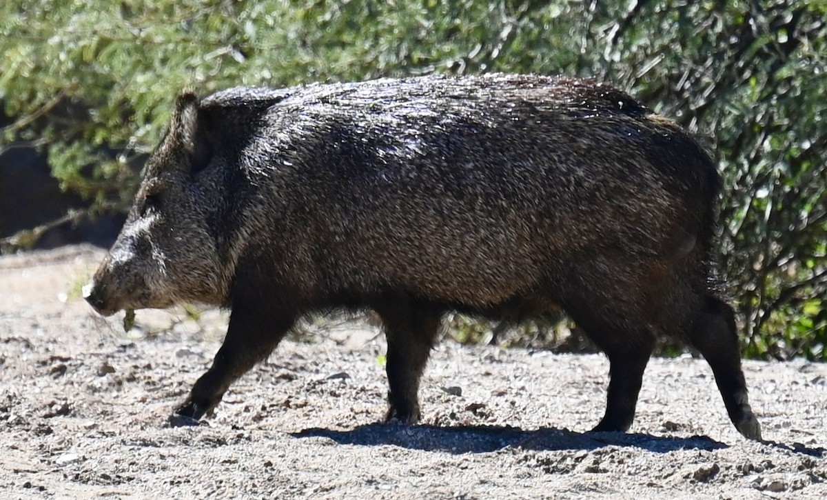 Javelinas - ML646615897