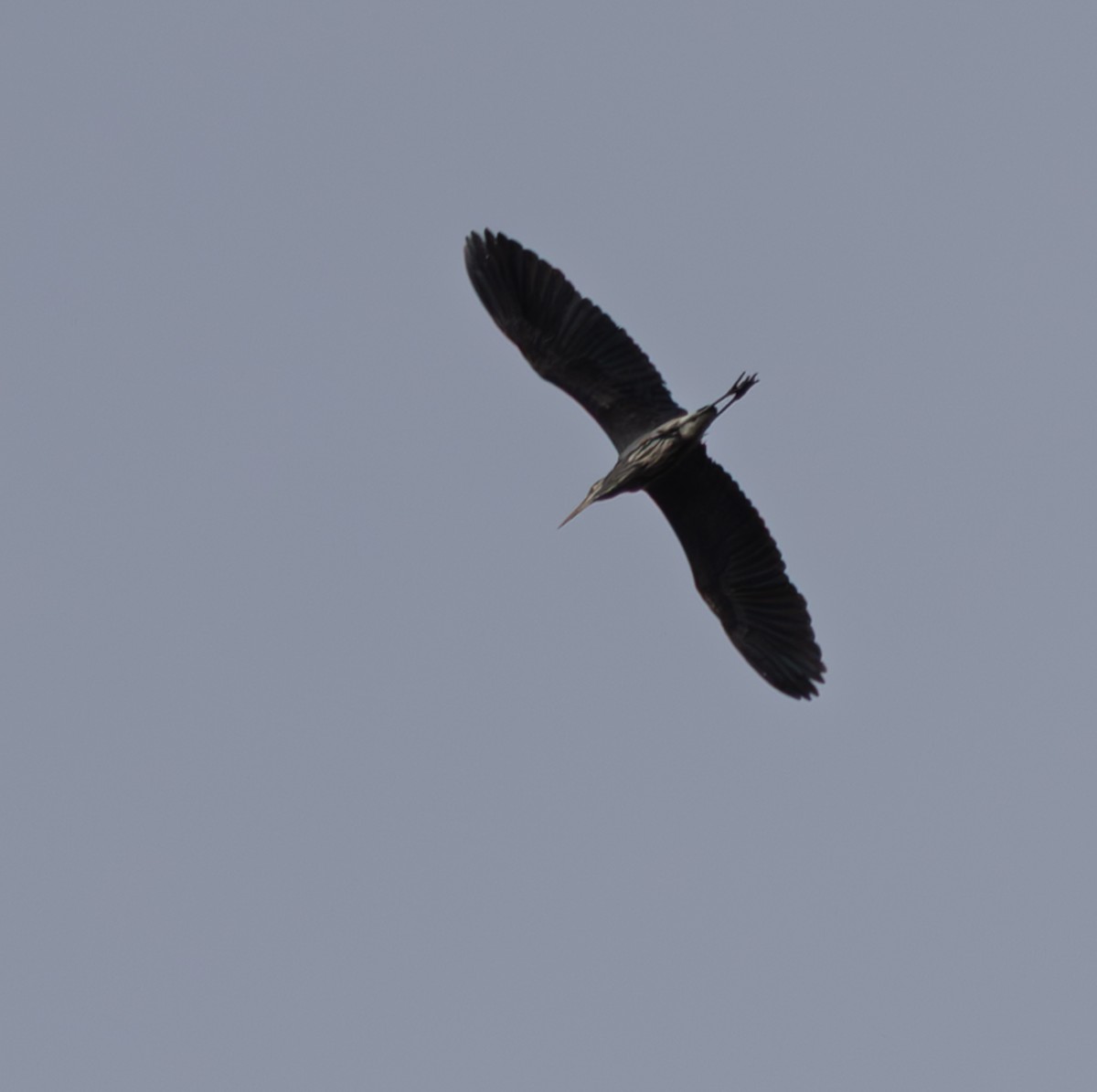 Kanadareiher - ML646615899