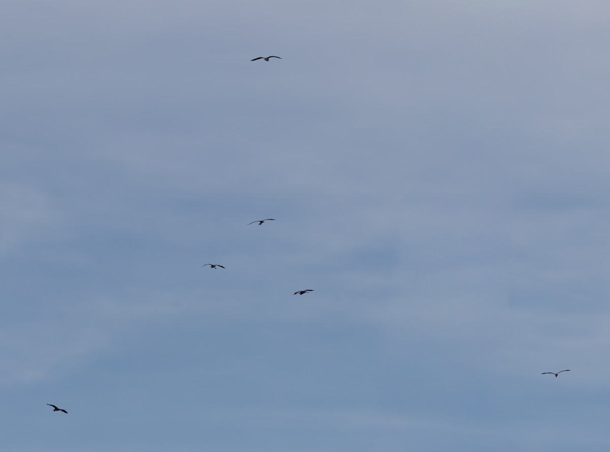 Kanadareiher - ML646615900