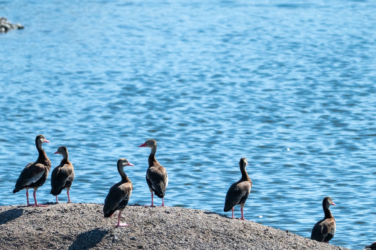 Black-bellied Whistling-Duck - ML646615916