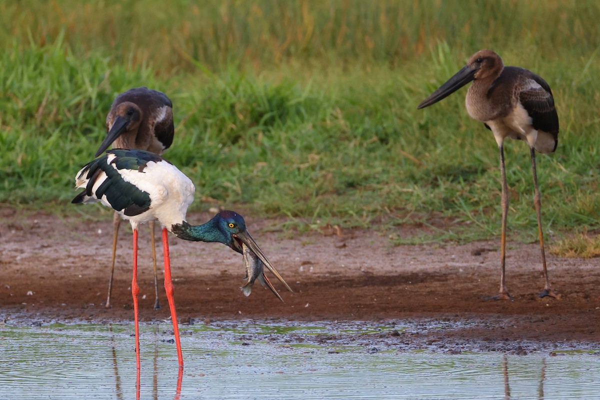 Азиатский седлоклюв - ML646615938