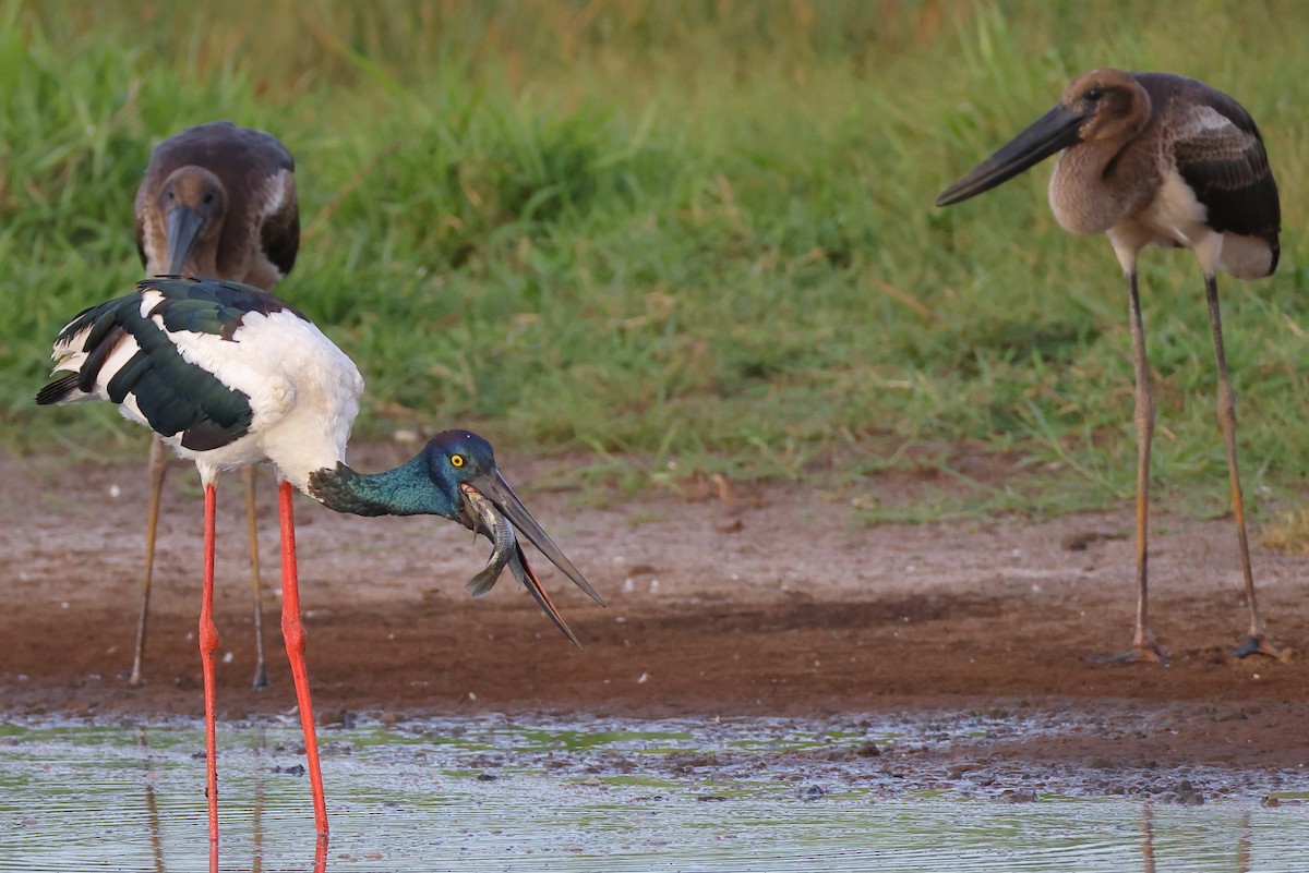 Азиатский седлоклюв - ML646615939