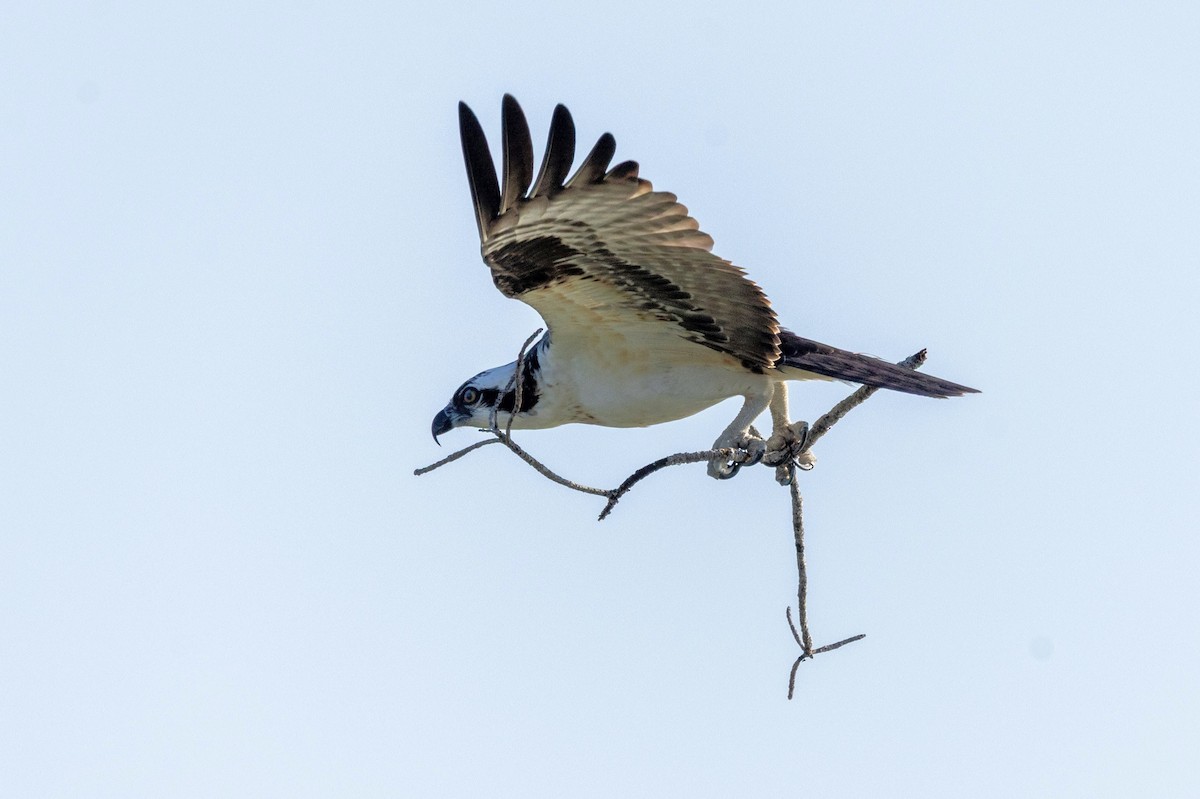 Osprey - ML646615940