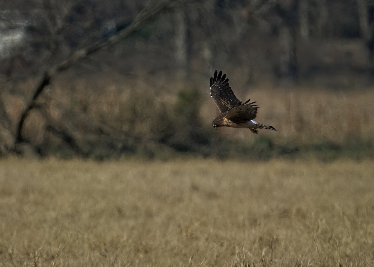 Northern Harrier - ML646615941