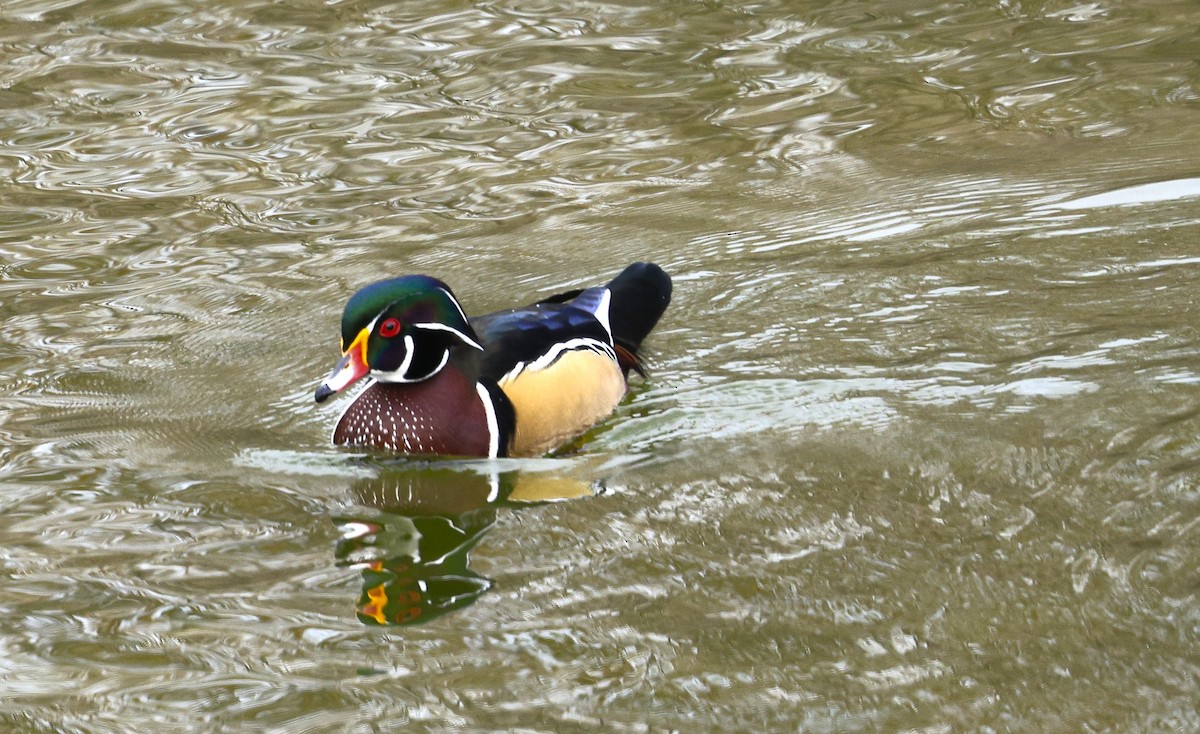 Каролинская утка - ML646615943