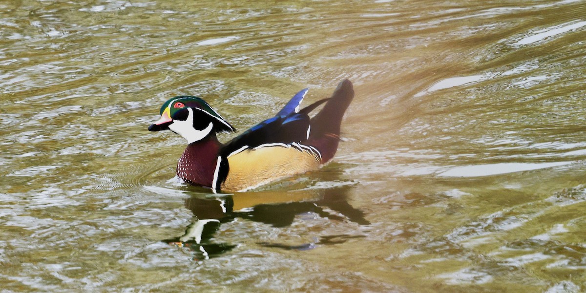 Каролинская утка - ML646615944