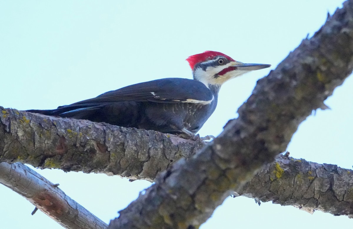 Pileated Woodpecker - ML646615946