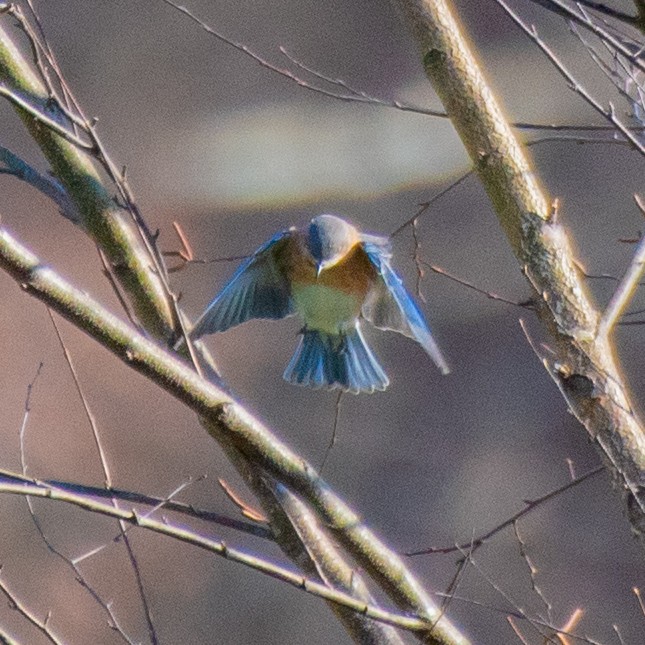 Блакитник східний - ML646615949