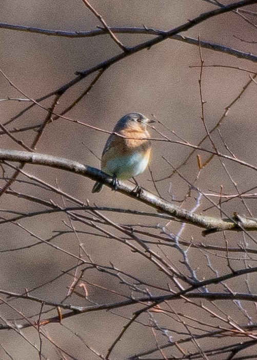 Блакитник східний - ML646615950