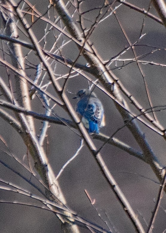 Блакитник східний - ML646615951