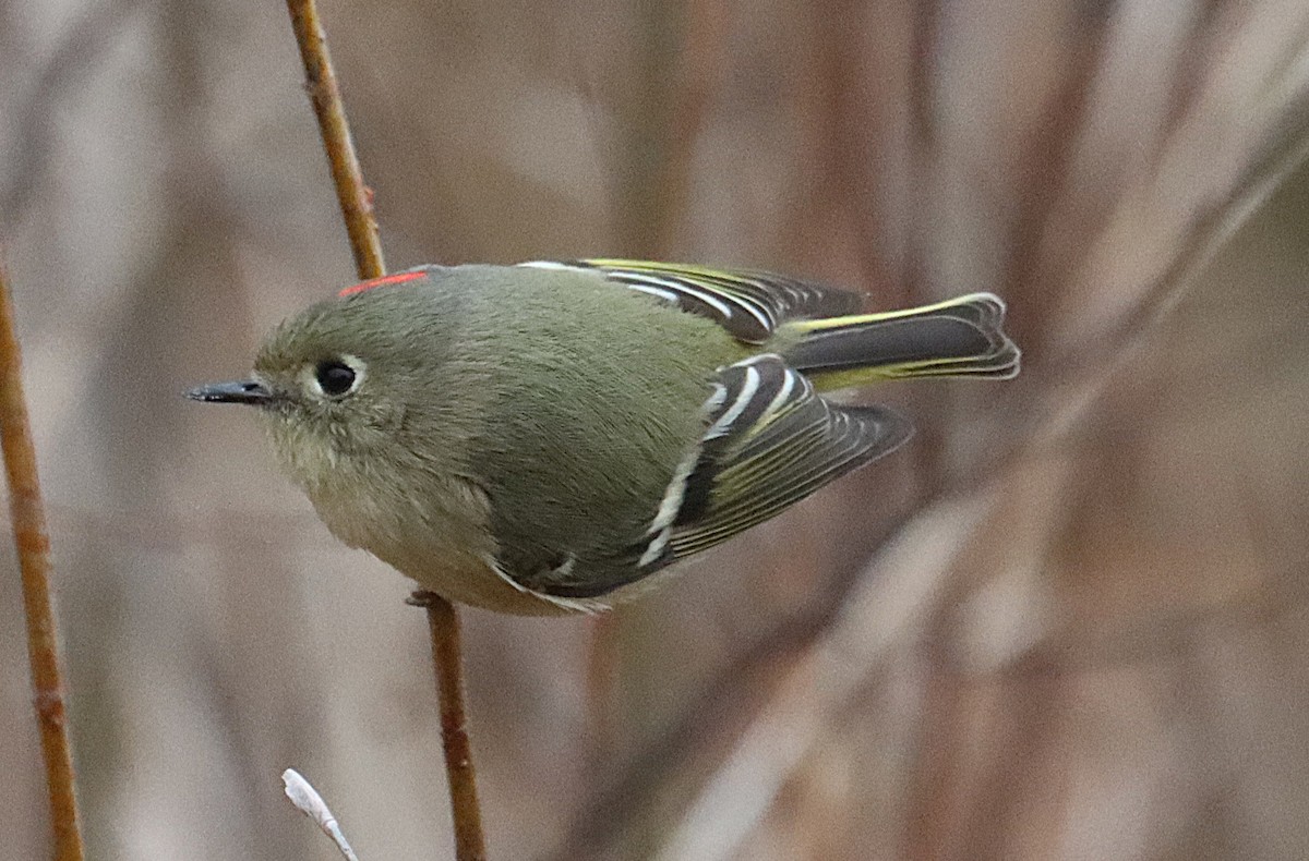 Rubingoldhähnchen - ML646615952