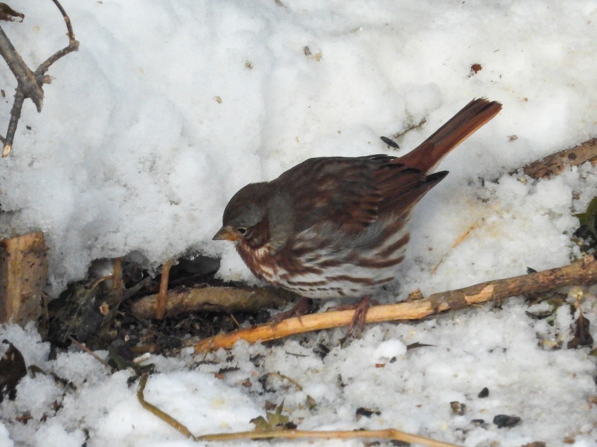 Passerella variabile - ML646615959