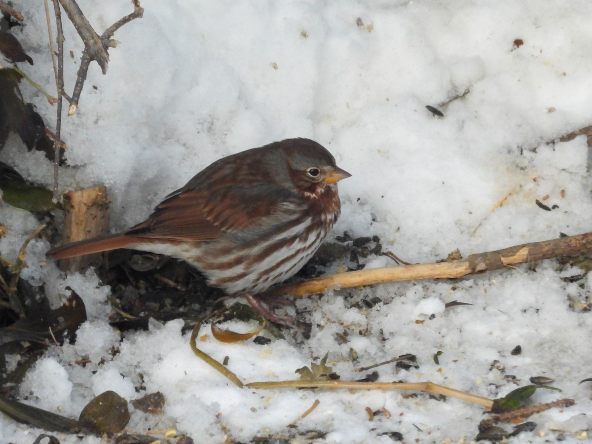 Passerella variabile - ML646615960