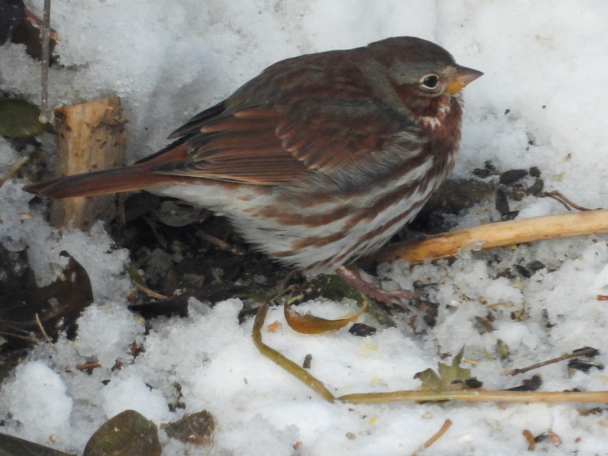 Passerella variabile - ML646615961