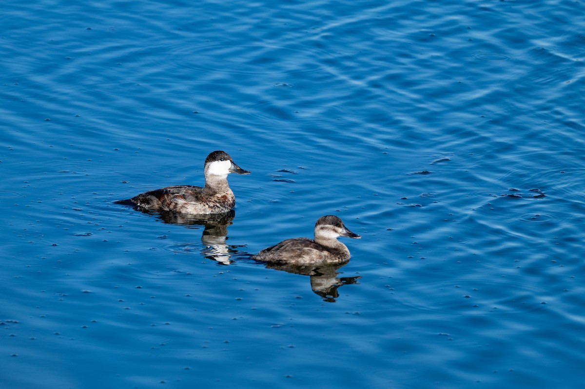 Ruddy Duck - ML646615962