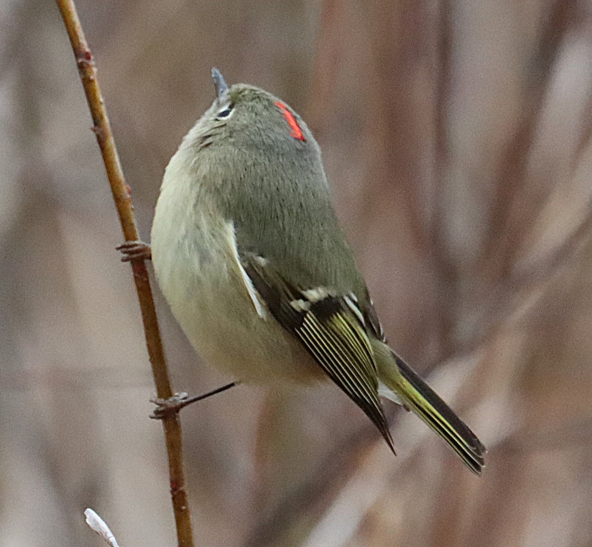 Rubingoldhähnchen - ML646615963