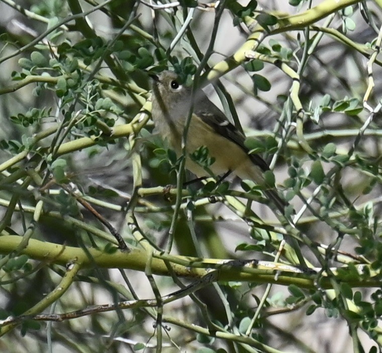 Ruby-crowned Kinglet - ML646615967