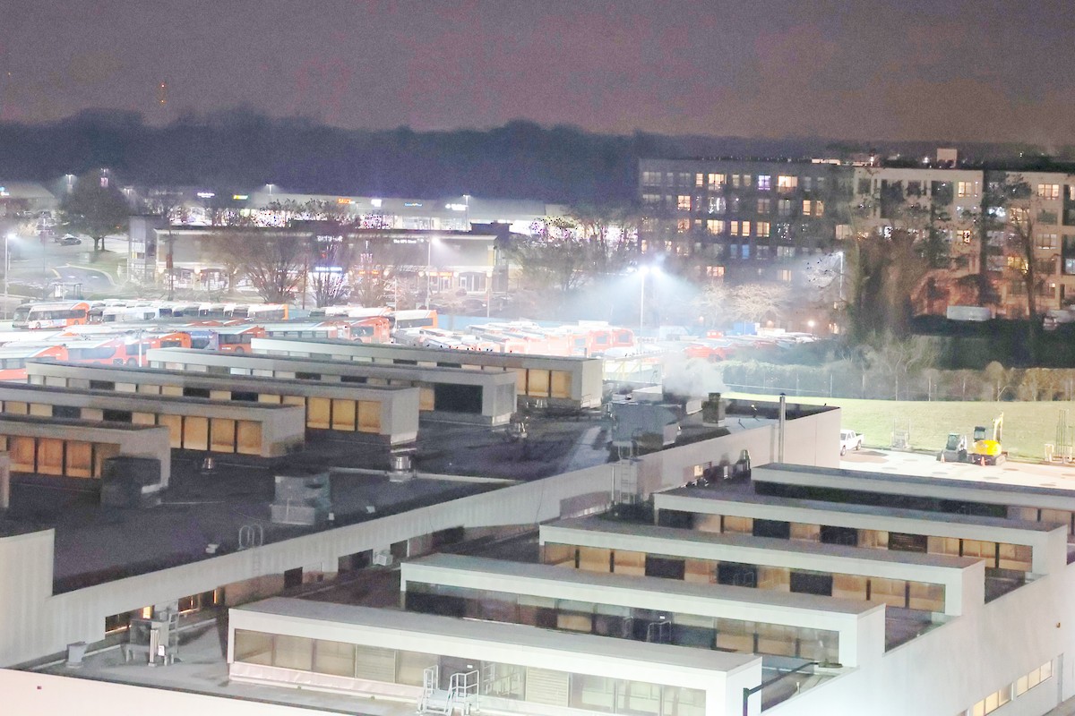 Fish Crow - ML646615968