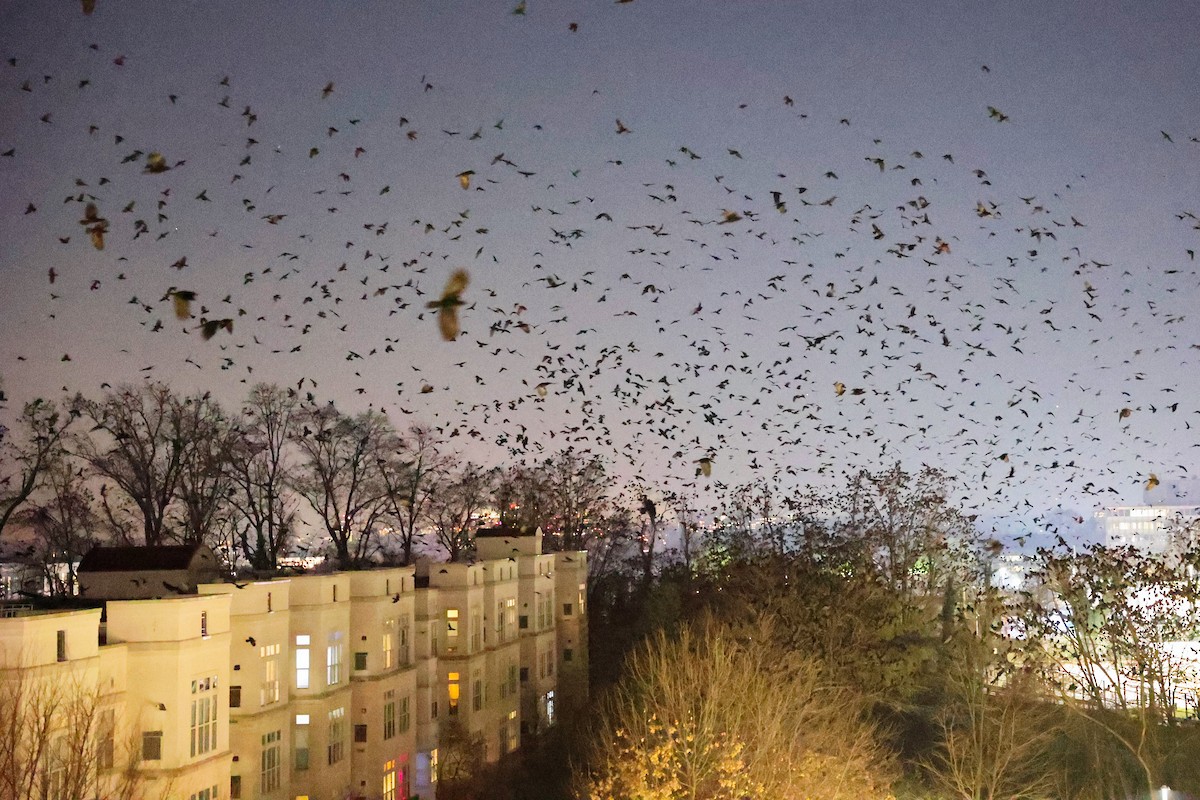 Fish Crow - ML646615970