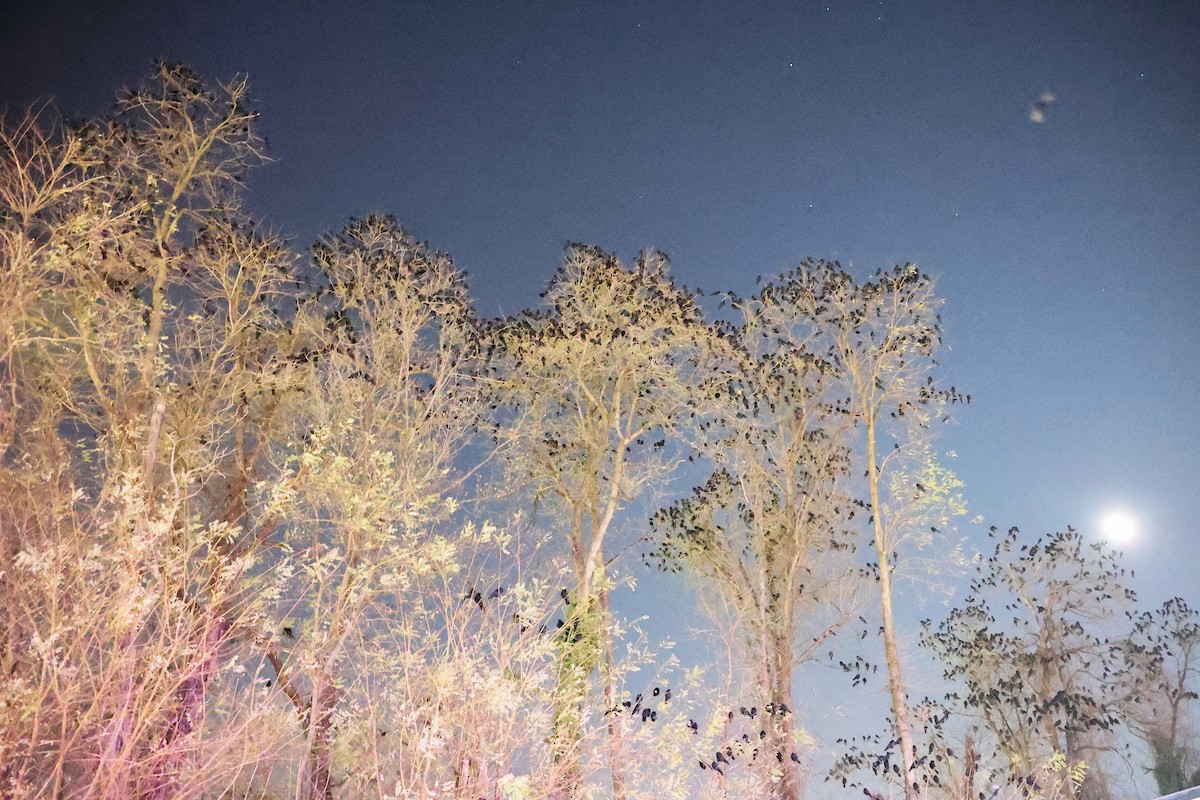 Fish Crow - ML646615971