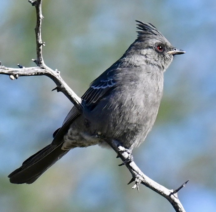 Phainopepla - ML646615972