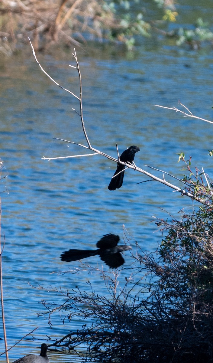 Groove-billed Ani - ML646615973