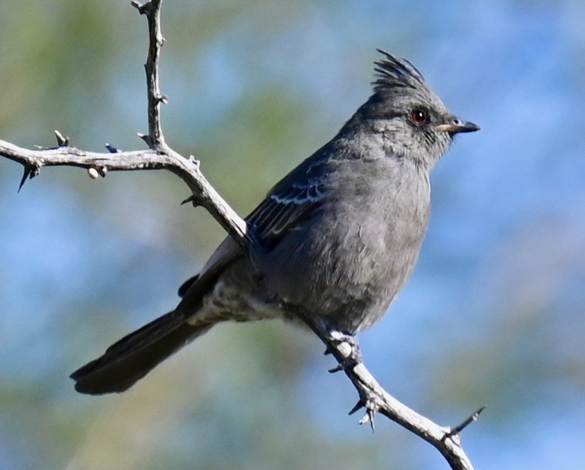 Phainopepla - ML646615974