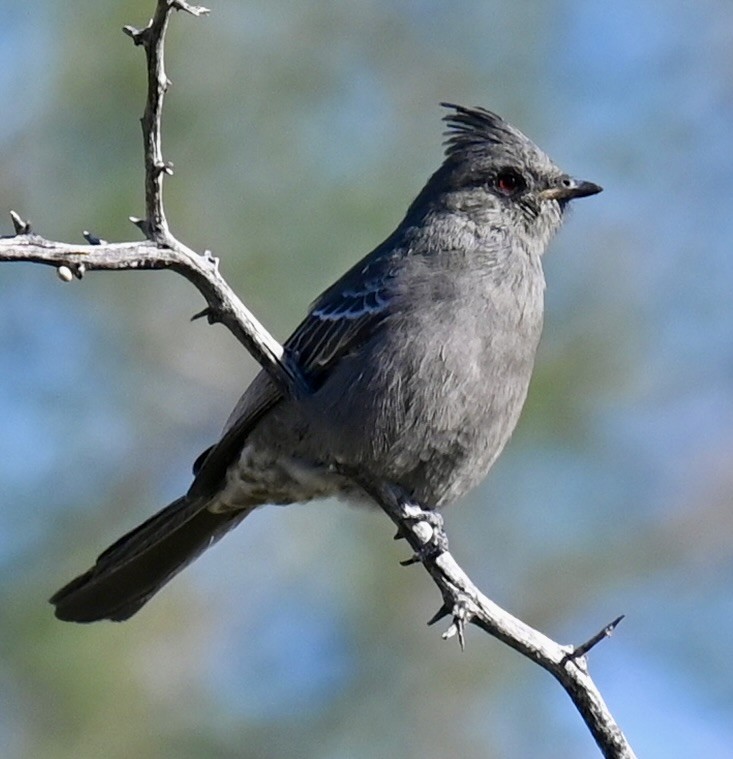 Phainopepla - ML646615976