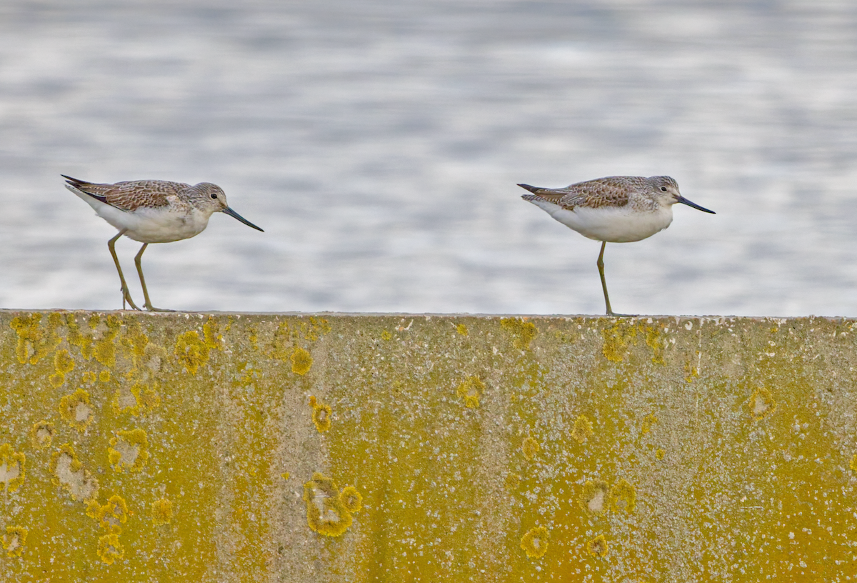 Common Greenshank - ML646615982