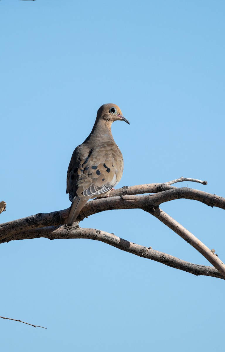 Mourning Dove - ML646615983