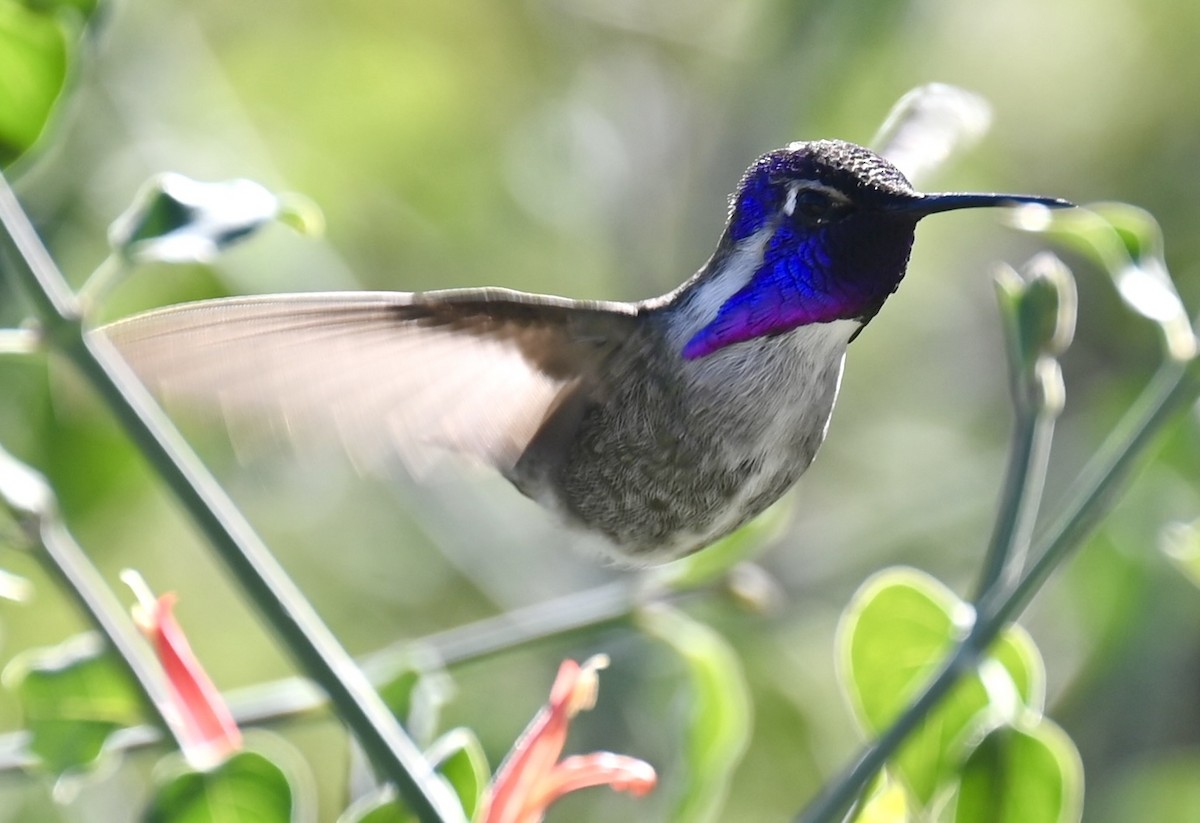Costa's Hummingbird - ML646615985