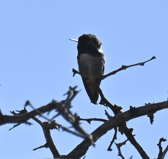 Costa's Hummingbird - ML646615986
