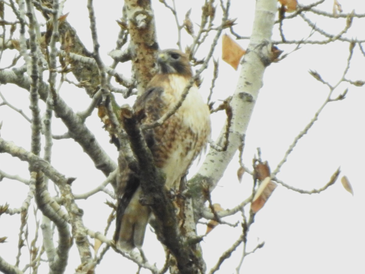 Red-tailed Hawk - ML646615987