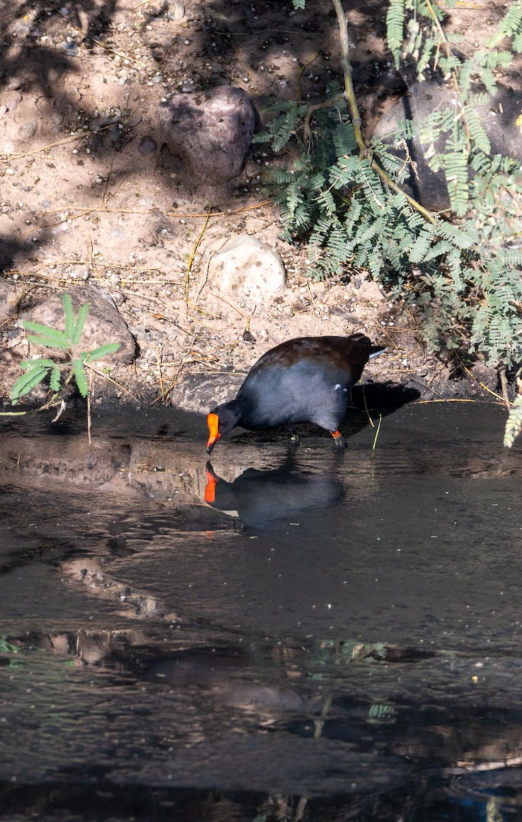 Common Gallinule - ML646615988
